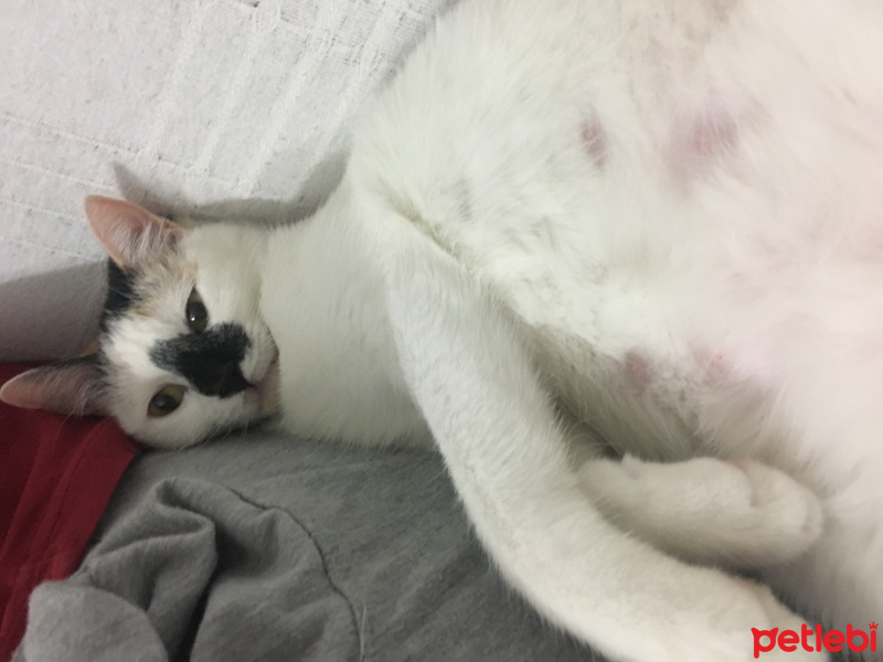 Tekir Kedi, Kedi  Latte fotoğrafı