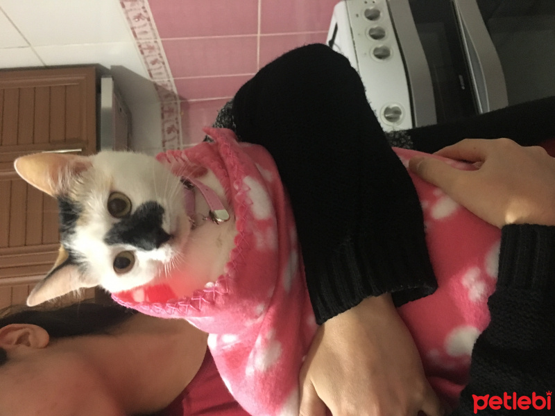 Tekir Kedi, Kedi  Latte fotoğrafı