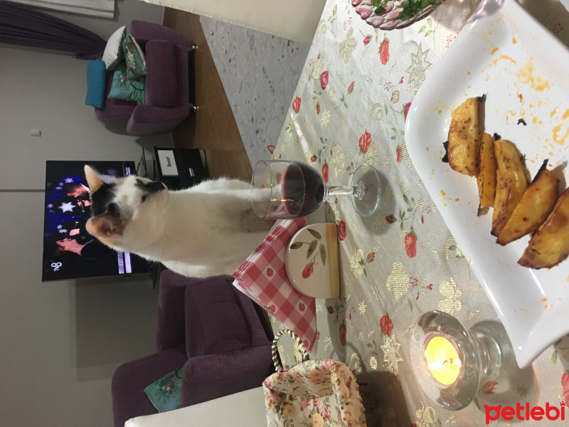 Tekir Kedi, Kedi  Latte fotoğrafı