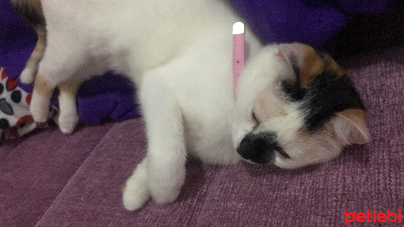 Tekir Kedi, Kedi  Latte fotoğrafı
