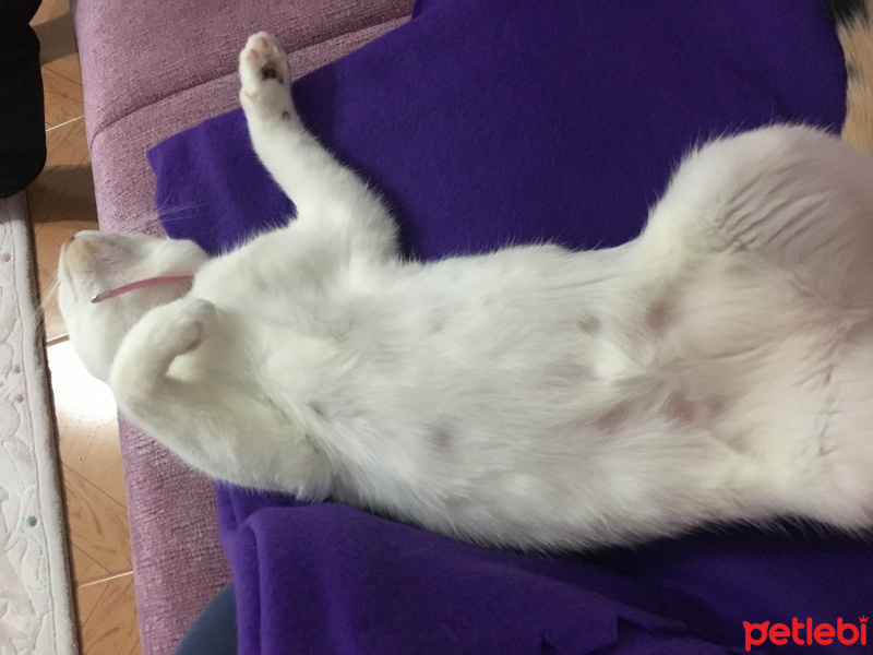 Tekir Kedi, Kedi  Latte fotoğrafı