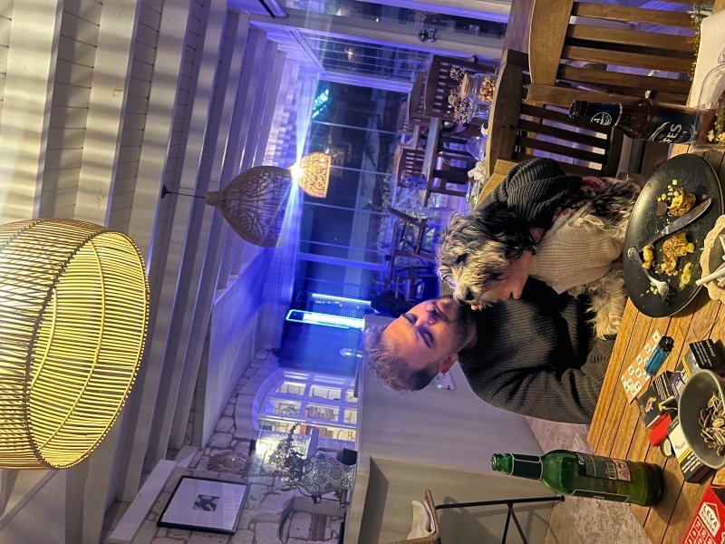 Standart Schnauzer, Köpek  Koko fotoğrafı