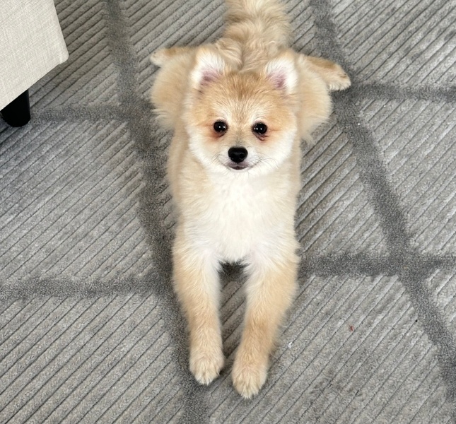 Pomeranyalı, Köpek  Paşa fotoğrafı