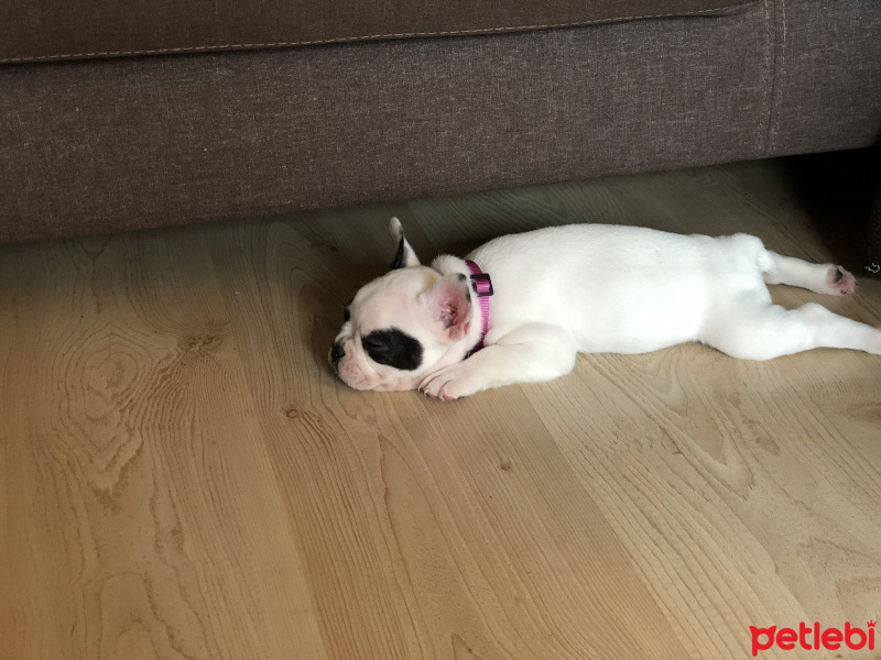 Fransız Bulldog, Köpek  Lokum fotoğrafı
