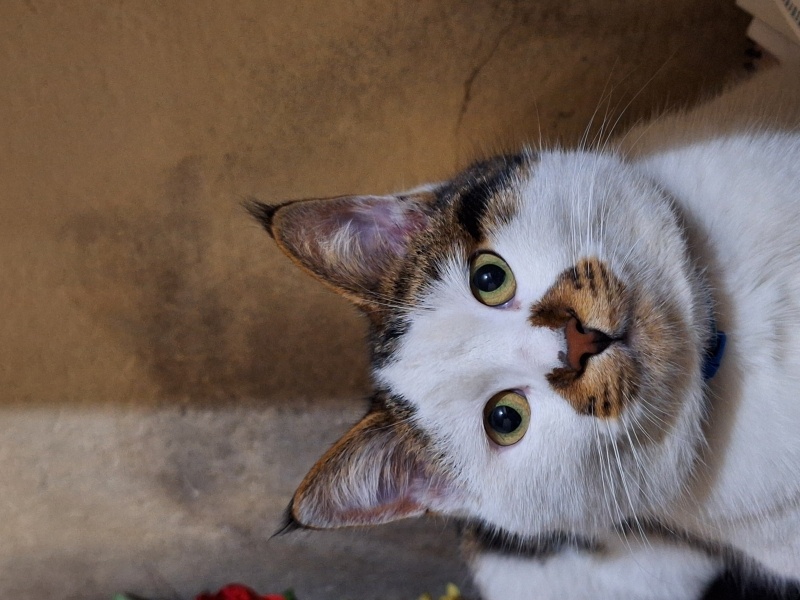 Tekir Kedi, Kedi  Kuki fotoğrafı