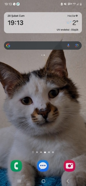 Tekir Kedi, Kedi  Kuki fotoğrafı