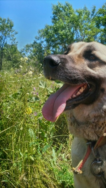 Kangal, Köpek  Lara fotoğrafı
