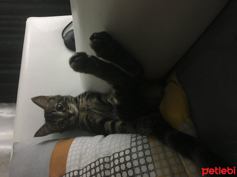 Tekir Kedi, Kedi  Gaga fotoğrafı