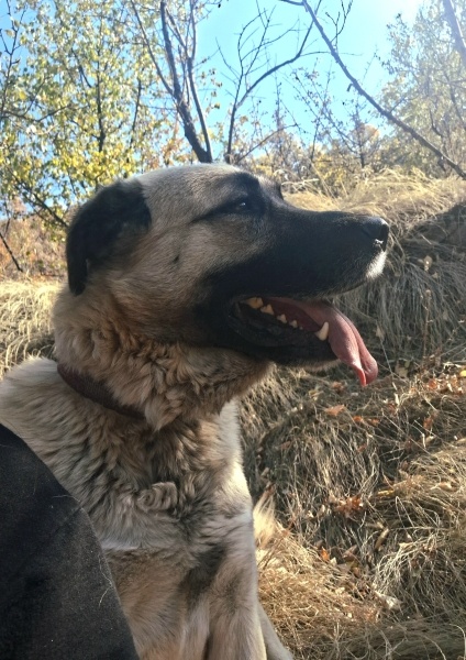 Kangal, Köpek  Duman fotoğrafı