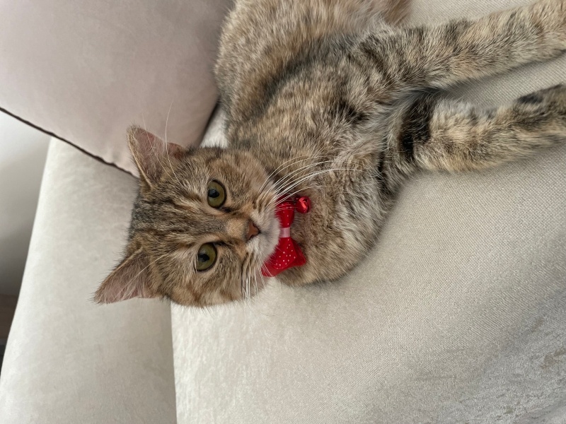 Tekir Kedi, Kedi  Bihter fotoğrafı