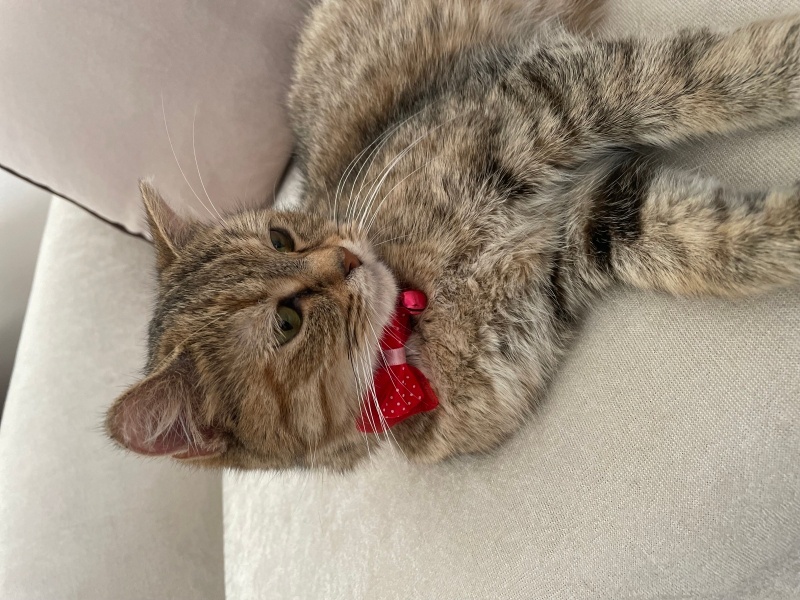 Tekir Kedi, Kedi  Bihter fotoğrafı