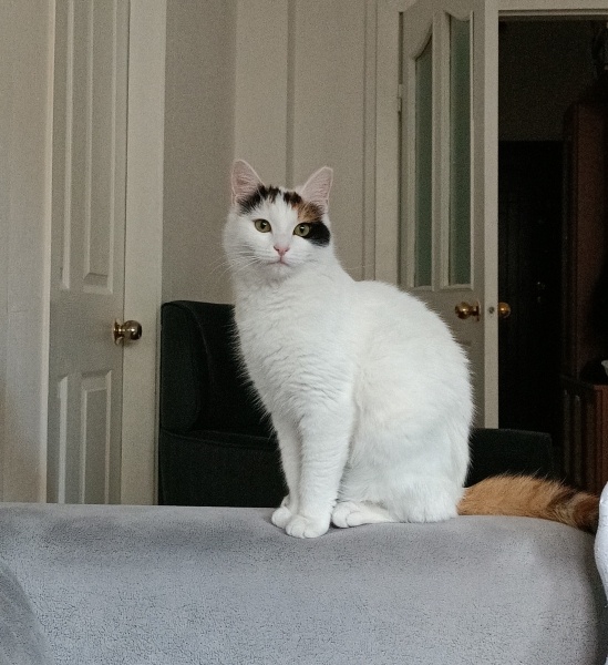 Tekir Kedi, Kedi  Lokum fotoğrafı