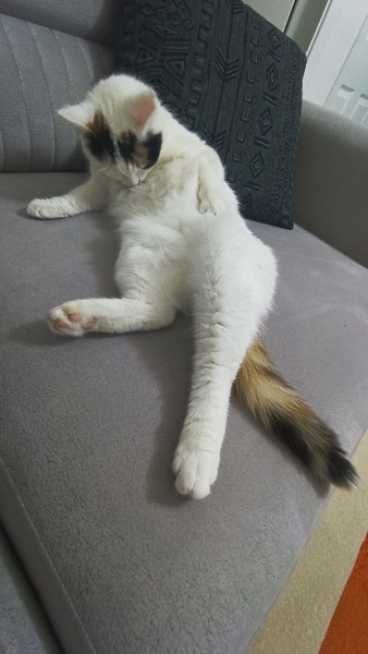 Tekir Kedi, Kedi  Lokum fotoğrafı