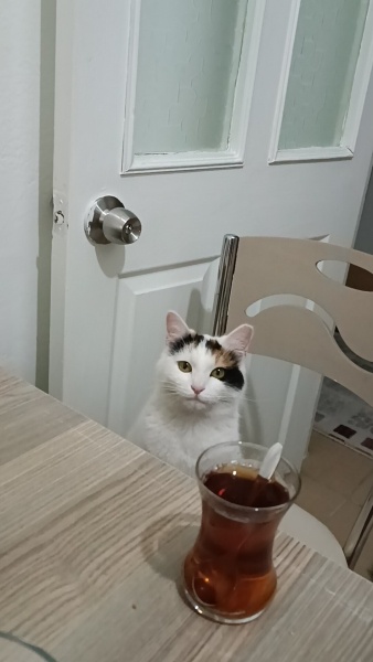 Tekir Kedi, Kedi  Lokum fotoğrafı