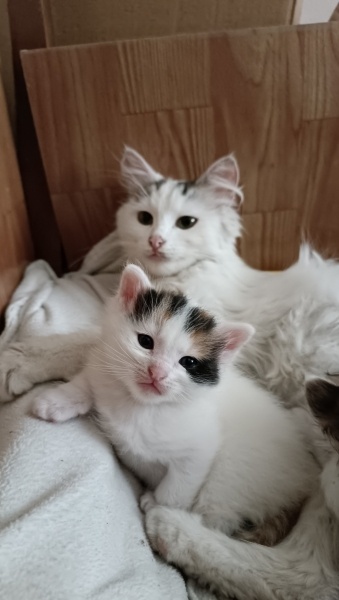 Tekir Kedi, Kedi  Lokum fotoğrafı