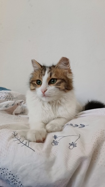 Tekir Kedi, Kedi  İnci fotoğrafı