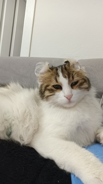 Tekir Kedi, Kedi  İnci fotoğrafı