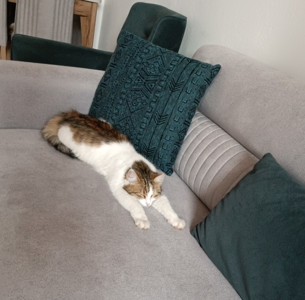 Tekir Kedi, Kedi  İnci fotoğrafı
