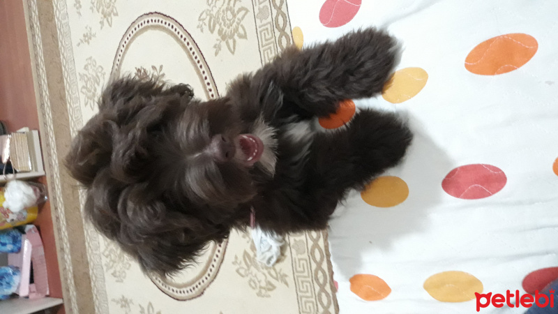 Maltese, Köpek  Puffy fotoğrafı