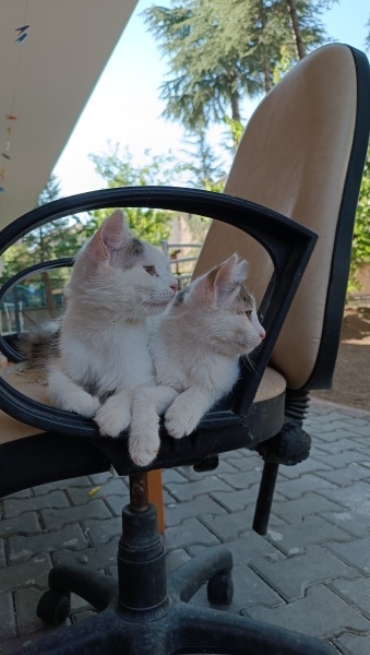 Tekir Kedi, Kedi  Çakıl fotoğrafı