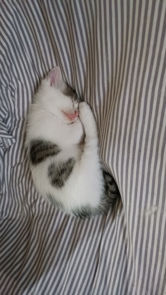 Tekir Kedi, Kedi  Çakıl fotoğrafı