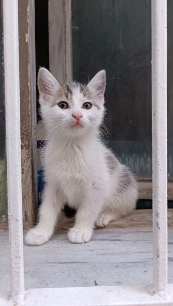 Tekir Kedi, Kedi  Çakıl fotoğrafı