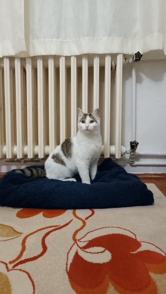 Tekir Kedi, Kedi  Çakıl fotoğrafı