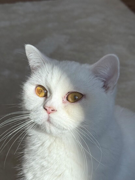 Scottish Fold, Kedi  Lina fotoğrafı