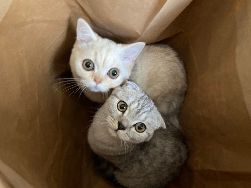 British Shorthair, Kedi  Victoria-Elizabeth fotoğrafı