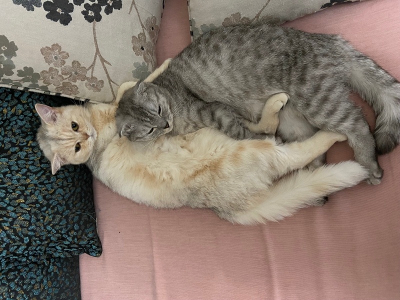 British Shorthair, Kedi  Victoria-Elizabeth fotoğrafı
