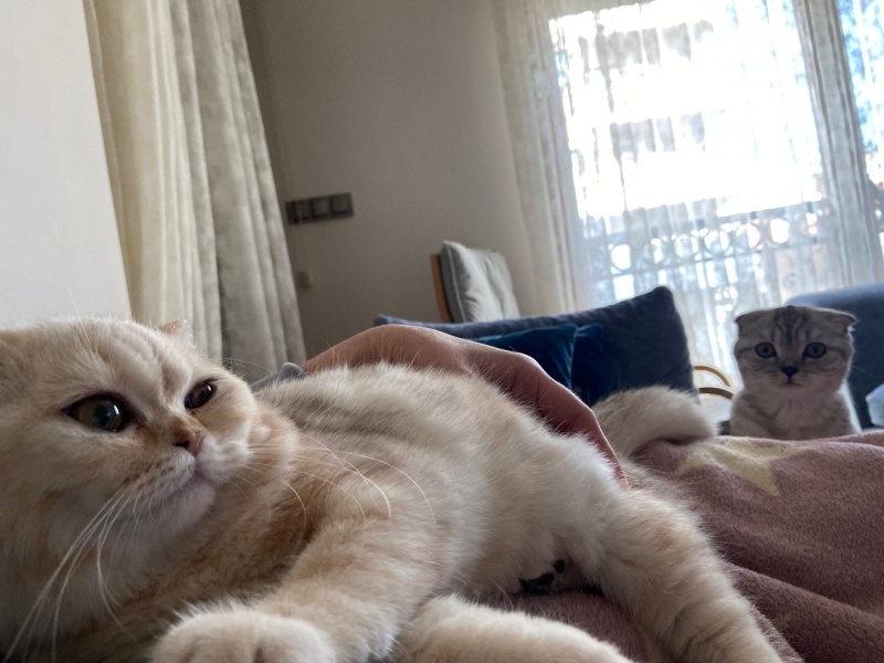 British Shorthair, Kedi  Victoria-Elizabeth fotoğrafı