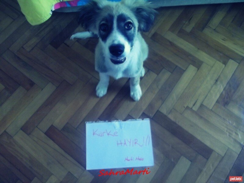 Russian Spaniel, Köpek  Marti fotoğrafı