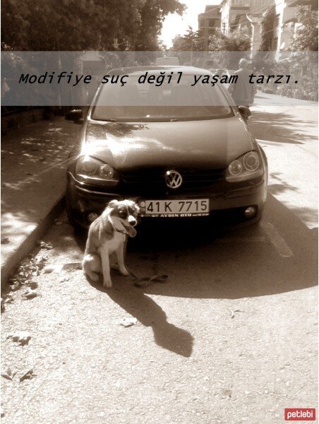 Russian Spaniel, Köpek  Marti fotoğrafı