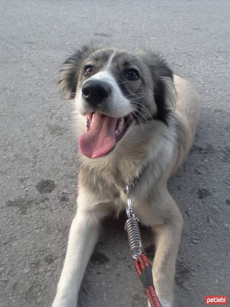 Russian Spaniel, Köpek  Marti fotoğrafı