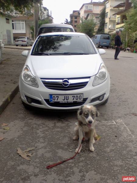 Russian Spaniel, Köpek  Marti fotoğrafı