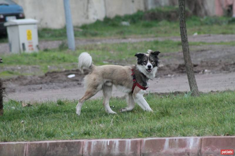 Russian Spaniel, Köpek  Marti fotoğrafı