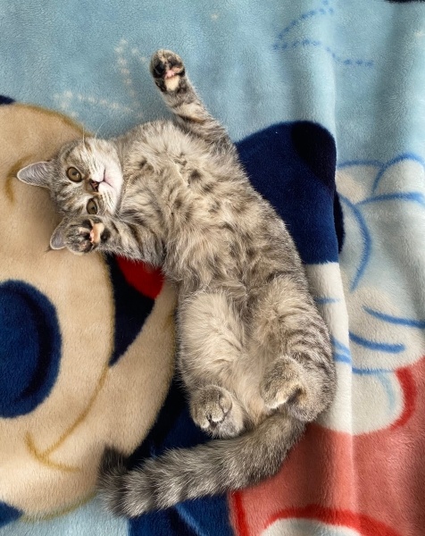 British Shorthair, Kedi  Mia fotoğrafı