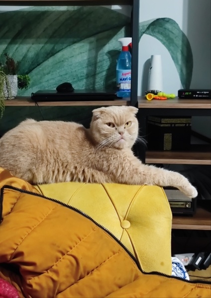 Scottish Fold, Kedi  Kaymak fotoğrafı