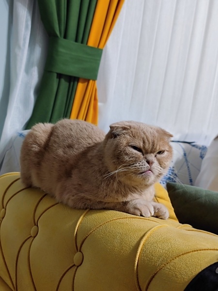 Scottish Fold, Kedi  Kaymak fotoğrafı