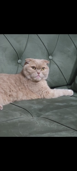 Scottish Fold, Kedi  Kaymak fotoğrafı