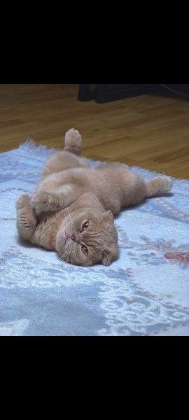 Scottish Fold, Kedi  Kaymak fotoğrafı
