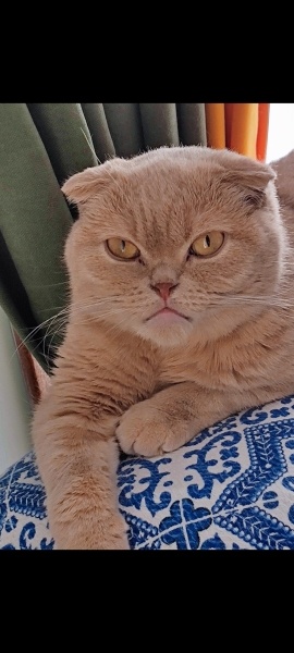 Scottish Fold, Kedi  Kaymak fotoğrafı