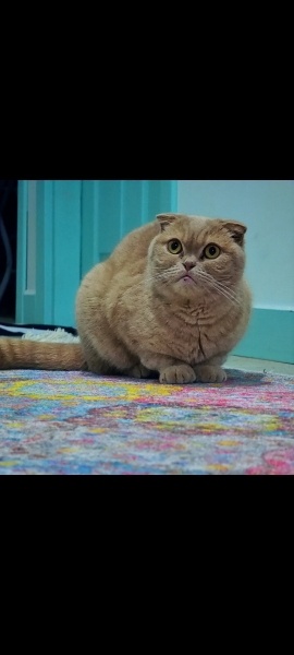 Scottish Fold, Kedi  Kaymak fotoğrafı