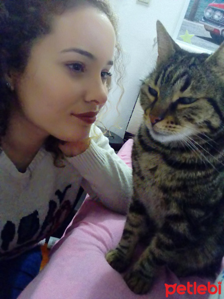 Tekir Kedi, Kedi  Alex fotoğrafı