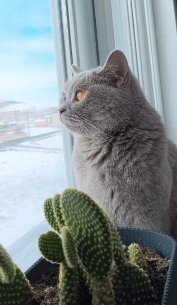 British Shorthair, Kedi  Badem fotoğrafı
