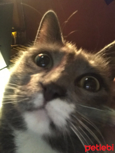 Tekir Kedi, Kedi  gonzalez fotoğrafı