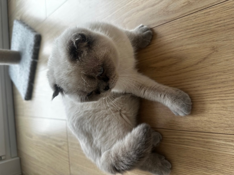 Scottish Fold, Kedi  Mido&çito fotoğrafı