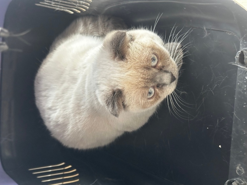 Scottish Fold, Kedi  Mido&çito fotoğrafı