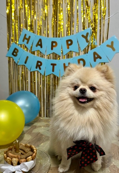 Pomeranyalı, Köpek  Pati fotoğrafı