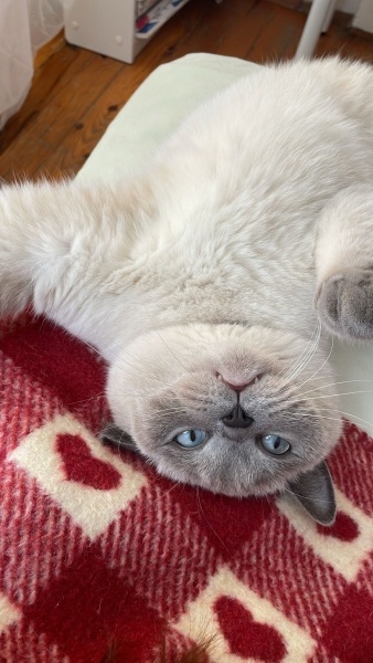 British Shorthair, Kedi  Şila fotoğrafı